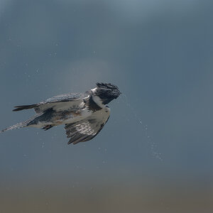 Belted-Kingfisher_DSC1641.jpg