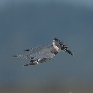Belted-Kingfisher_DSC1642.jpg