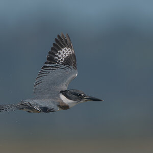 Belted-Kingfisher_DSC1644.jpg