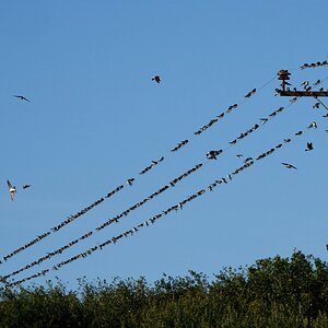 DSC00834 - Swallows and House Martins on wire.jpeg