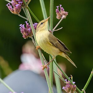 DSC00717 - Willow warbler.jpeg