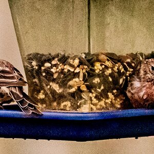 household_finch.jpeg