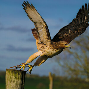 Red Tailed Hawk