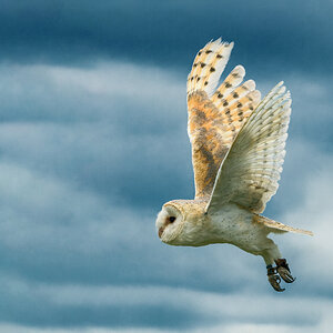 Barn Owl-1.jpg