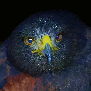 Harris's Hawk