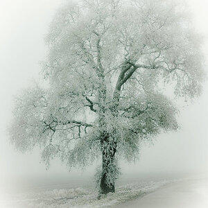 OUR FAVOURITE TREE