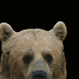 Shy Bear