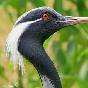 Demoiselle Crane