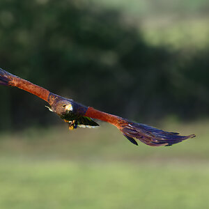 Harris's Hawk