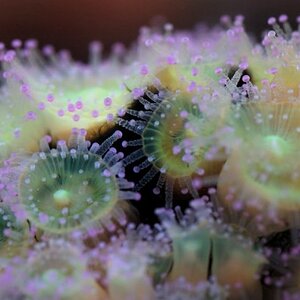 jewel-anemone-3.jpg