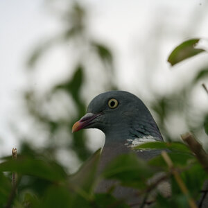 Wood Pigeon.jpg