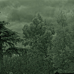 Garden.jpg