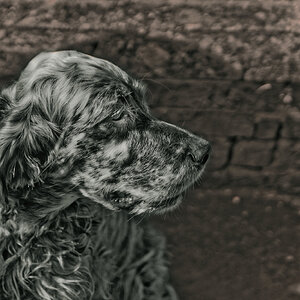 English setter IF 550-1.jpg