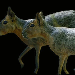 Patagonian Maras