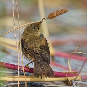 sedge 2026.jpg