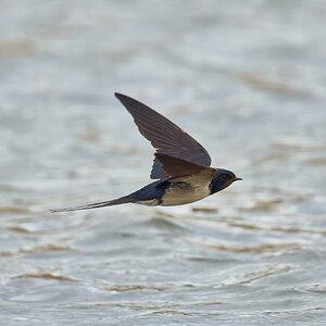 swallow 2026_1.jpg