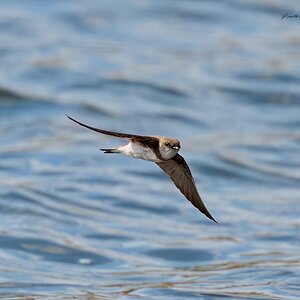 sand martin 2026.jpg