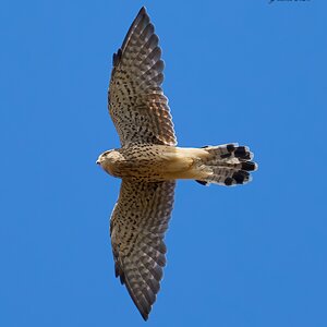 kestrel 2026_62.jpg