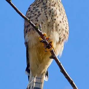 kestrel 2026_63.jpg