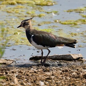 lapwing 2026_16.jpg