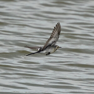 pied wagtail 2026_3.jpg