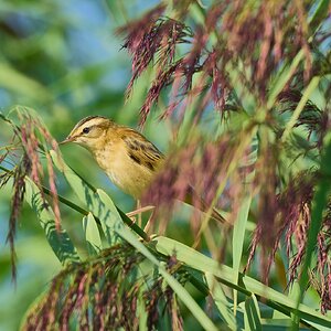 reed warbler 2026_17.jpg