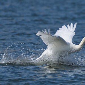 swan 2026_24.jpg