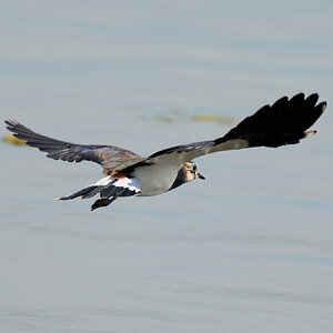 lapwing 2026_14.jpg