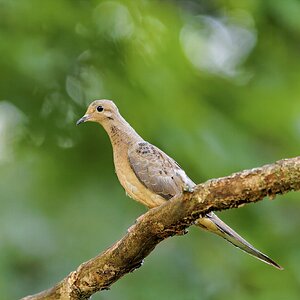Dove.jpg