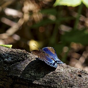 Red-spotted Purple1.jpg
