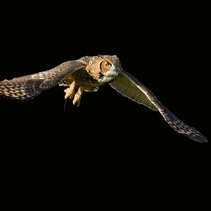 Bird plus -2.jpg
