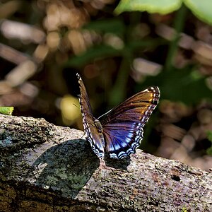 Red-spotted Purple3.jpg