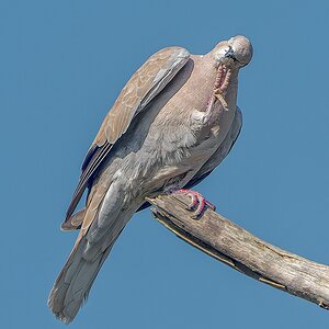 Eurasian-Collared-Dove-1955.jpg