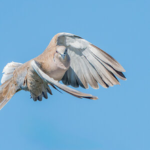 Eurasian-Collared-Dove-2089-Edit.jpg