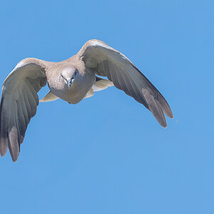 Eurasian-Collared-Dove-2101-ARW.jpg
