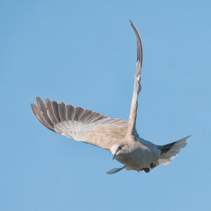 Eurasian-Collared-Dove-2106-Edit.jpg