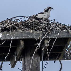 Osprey Fledgling
