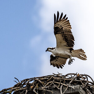 Osprey Fledgling Testing It's Wings