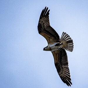 Osprey's First Flight