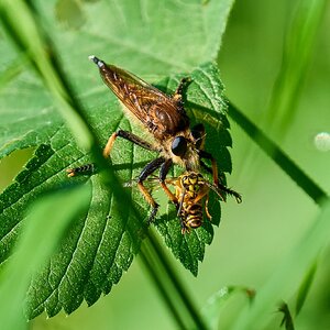 Eastern Lion Fly - BCSP - 08292026 - 01.jpg