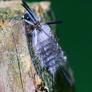 Banded Tussock Moth - BCSP - 08292026 - 01.jpg