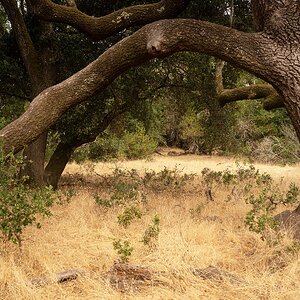 An arch with an old oak tree
