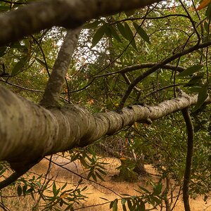Tree branch in perspective