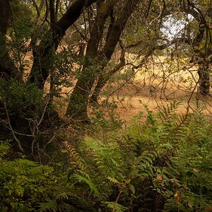 Trees, ferns and field