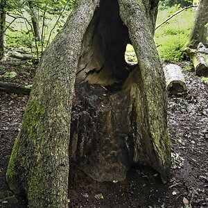 Tree - 1 (1).jpeg