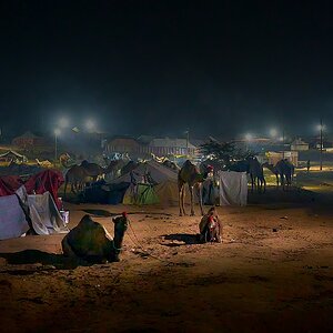 DSC02169-Camel.jpg
