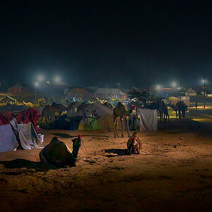 DSC02169- Camel 2.jpg
