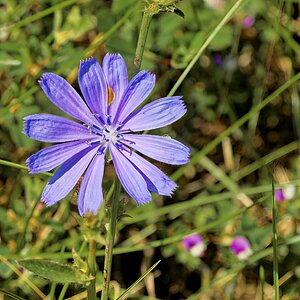 Chicory.jpg