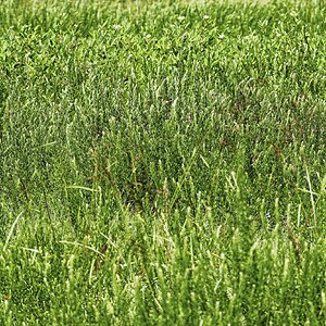 Field Grass.jpg