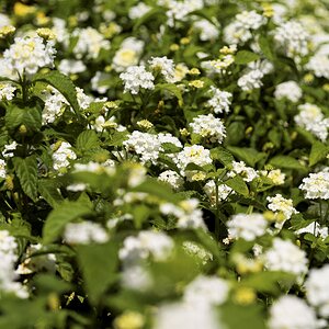 White lantana.jpg